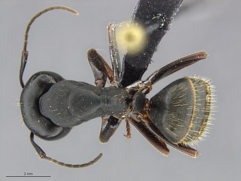 File:Mcz-ent00668319 Camponotus modoc soldier had.jpg