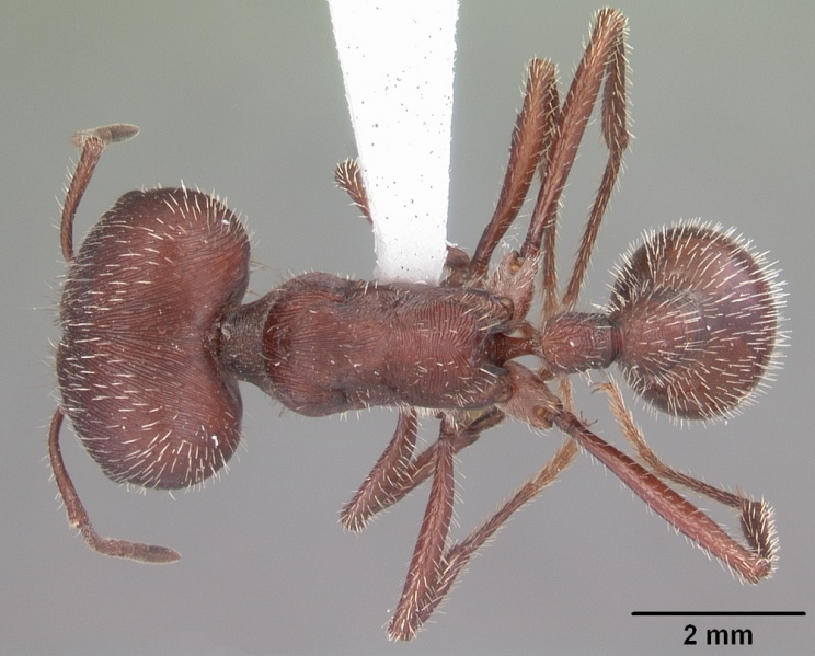 File:Pogonomyrmex badius casent0104424 dorsal 1.jpg