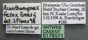 Acanthomyrmex ferox casent0178571 label 1.jpg