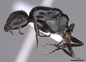 Camponotus honaziensis casent0914264 p 1 high.jpg