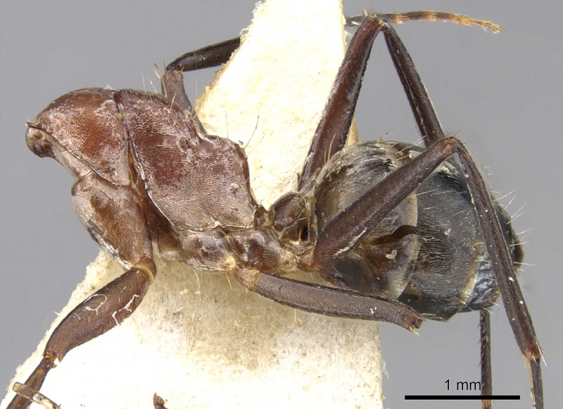 File:Camponotus varius casent0903574 p 1 high.jpg