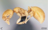 Diaphoromyrma-sofiaeL.jpg