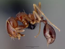 Monomorium robustior casent0008626 profile 1.jpg