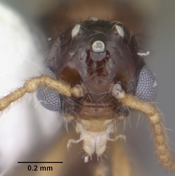 File:Myrmecina americana casent0104121 head 1.jpg