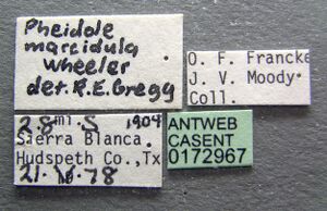 Pheidole marcidula casent0172967 label 1.jpg