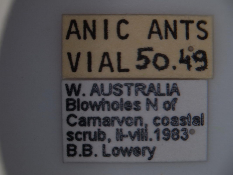 File:Polyrhachis ammonoeides label2 Antwiki.jpg