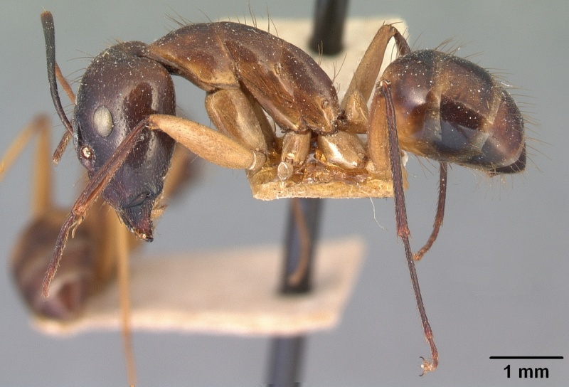 File:Camponotus hova casent0101908 profile 1.jpg