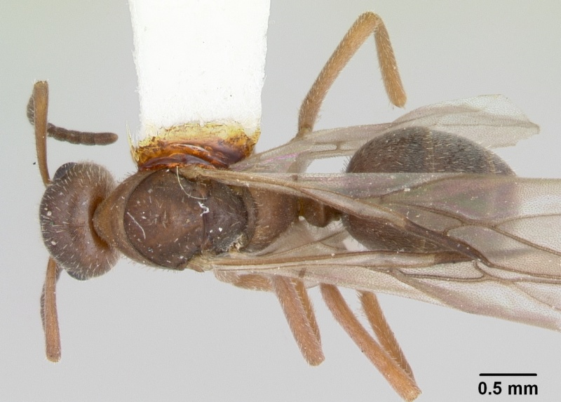 File:Formica talbotae casent0103454 dorsal 1.jpg