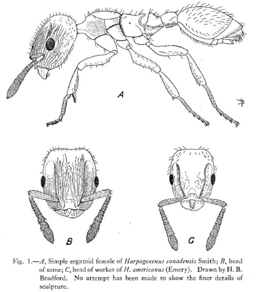 File:Harpagoxenus canadensis Fig 1.jpg