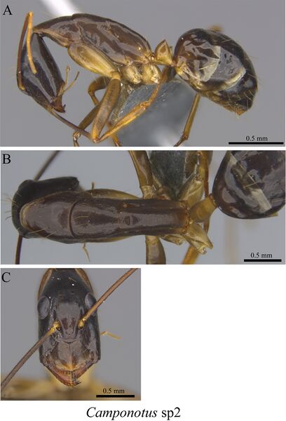 File:Liu, C. et al. 2020. Ants of the Hengduan Mountains, Figure 27, Camponotus sp2.jpg