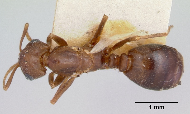 File:Monomorium pergandei casent0103382 dorsal 1.jpg