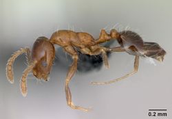 Monomorium sakalavum casent0475908 profile 1.jpg