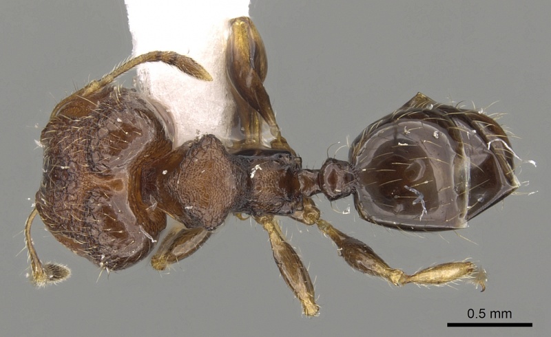 File:Pheidole tenebricosa casent0901659 d 1 high.jpg