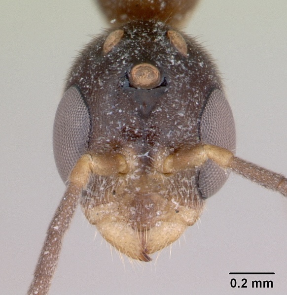 File:Pseudomyrmex subater casent0173779 head 1.jpg