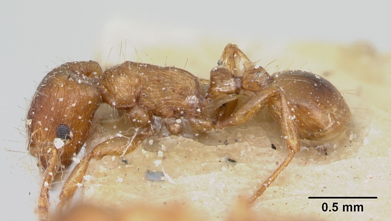 File:Strongylognathus testaceus casent0103241 profile 1.jpg