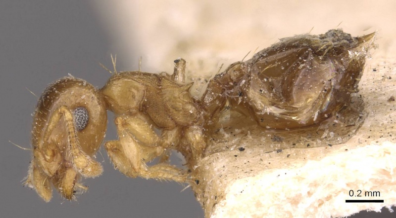 File:Crematogaster dispar casent0908375 p 1 high.jpg