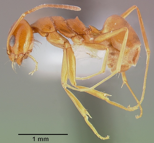 File:Dorymyrmex flavus casent0005321 profile 1.jpg