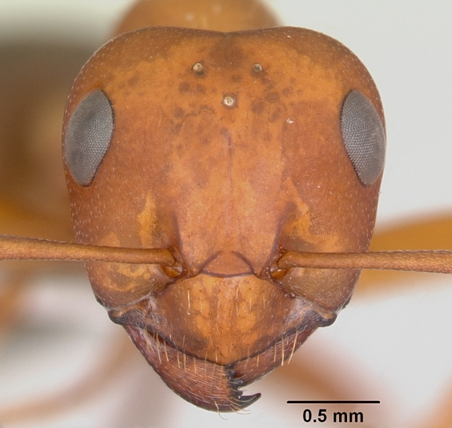 File:Formica ciliata casent0104876 head 1.jpg