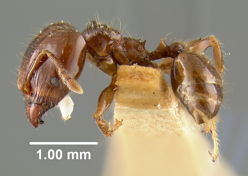 File:MCZ-ENT00009089 Pheidole wheeleri hal.jpg