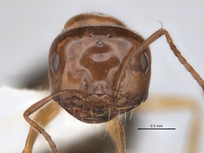 File:Melophorus paramorphomenus major head JDM32-004561.jpg