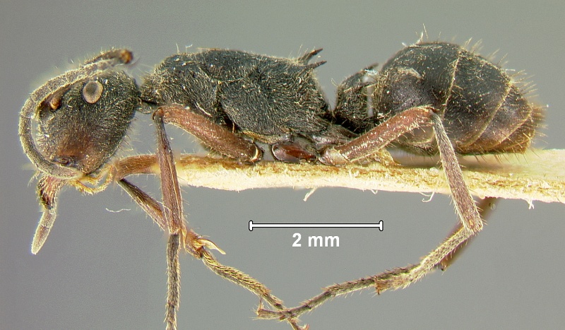 File:Polyrhachis-lamaL1.6x.jpg