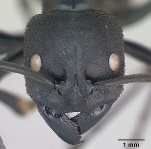 Streblognathus peetersi casent0173637 head 1.jpg