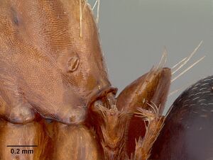 Camponotus discolor casent0103670 profile 2.jpg