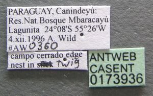 Crematogaster curvispinosa casent0173936 label 1.jpg