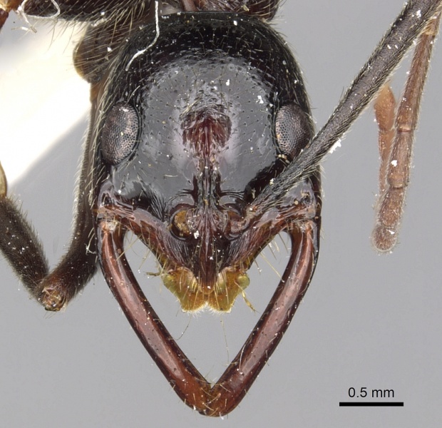 File:Leptogenys regis casent0902596 h 1 high.jpg