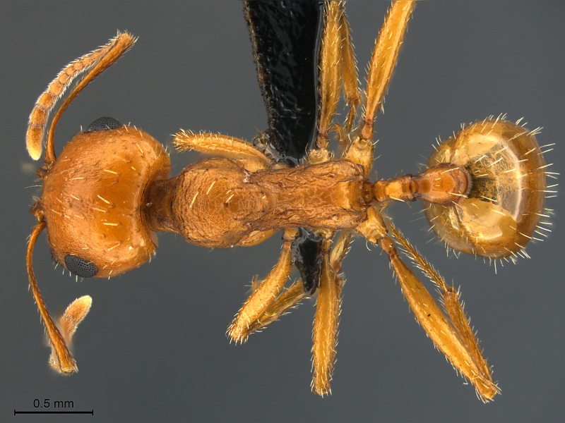 File:Messor-smithi-MCZ001D.jpg