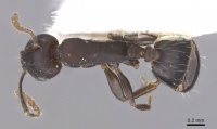 Monomorium mahyoubi casent0913823 d 1 high.jpg