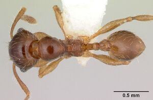 Pheidole vallifica casent0178066 dorsal 1.jpg