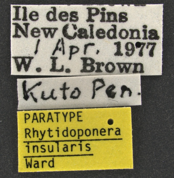 File:Rhytidoponera-insularis-Paratype-MCZ001Label.jpg