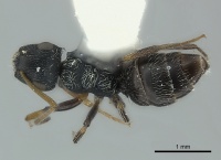 Camponotus bispinosus casent0217614 d 1 high.jpg