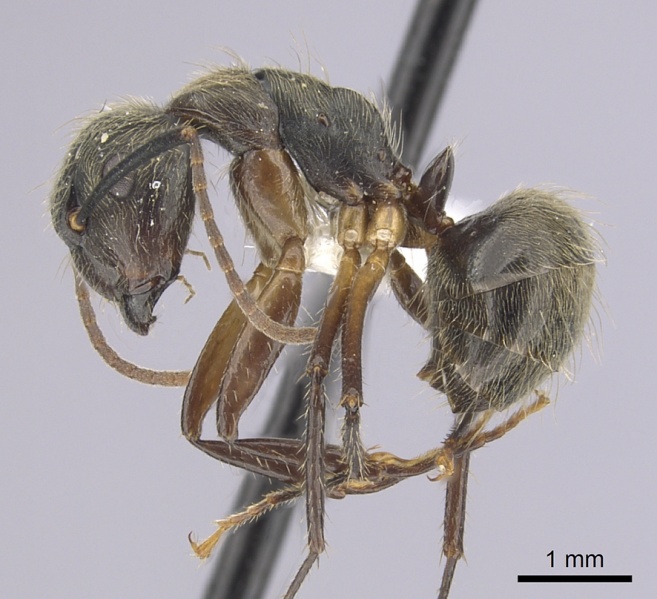 File:Camponotus femoratus casent0249351 p 1 high.jpg