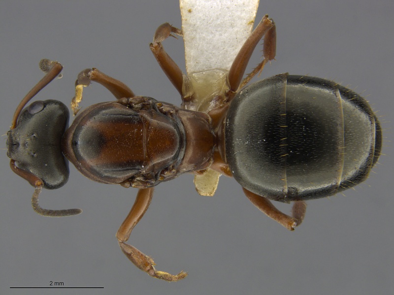 File:Mcz-ent00668808 Formica neorufibarbis queen had.jpg