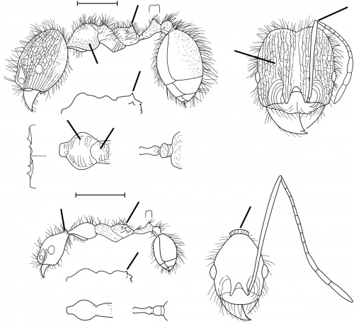 Pheidole leonina Wilson 2003.jpg