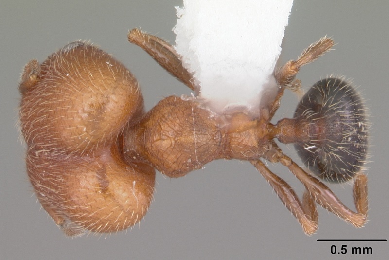 File:Pheidole littoralis casent0104404 dorsal 1.jpg