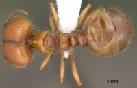 Pheidole militicida casent0102884 dorsal 1.jpg