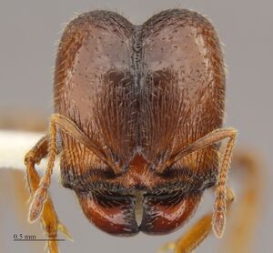 Pheidole senex soldier hef.jpg