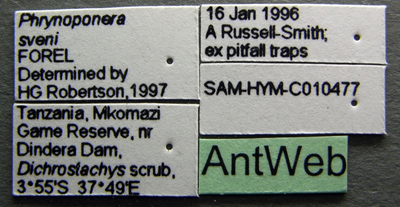 File:Phrynoponera sveni sam-hym-c010477 label 1.jpg