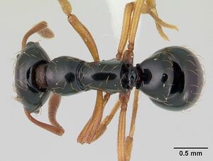 Thaumatomyrmex atrox casent0178703 dorsal 1.jpg