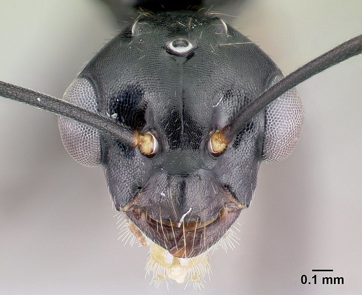 File:Camponotus alamaina casent0492123 h 1 high.jpg