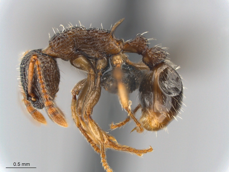 File:Myrmica-punctiventris-MCZ001L.jpg