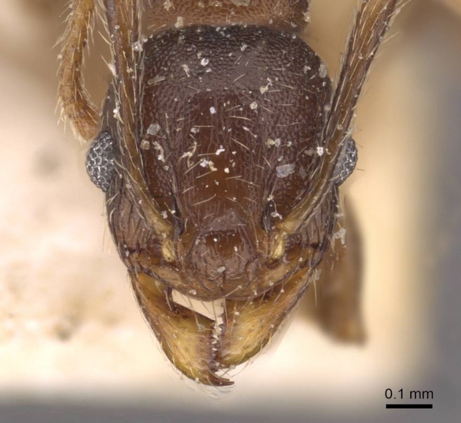 File:Pheidole optiva casent0908147 h 1 high.jpg