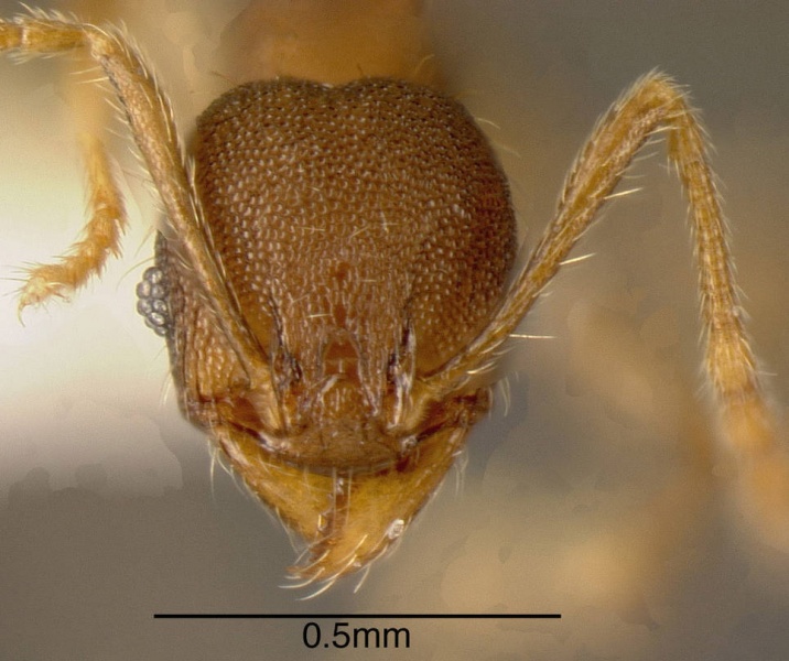 File:Pheidole rectispina casent0635516 h 1 high.jpg