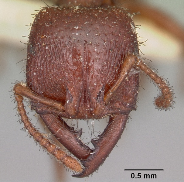 File:Amblyopone australis casent0104576 head 1.jpg