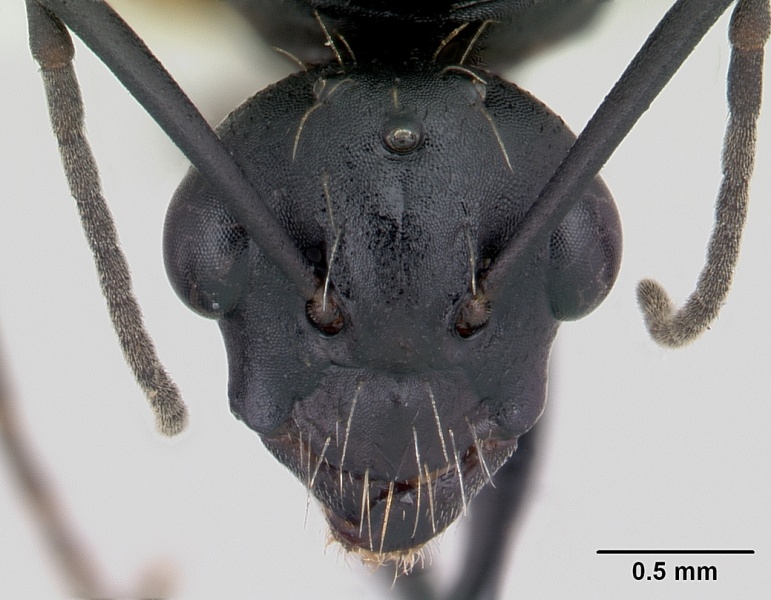 File:Camponotus bayeri casent0178249 head 1.jpg