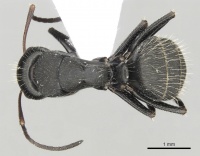 Camponotus libanicus casent0906053 d 1 high.jpg