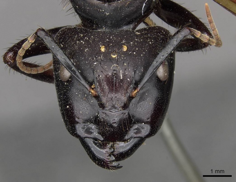 File:Camponotus nigricans casent0910506 h 1 high.jpg